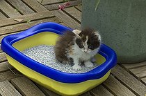 Biosphoto | 423679 | Kitten on a litter | &copy; Frédéric Didillon / Biosphoto