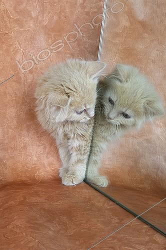 Biosphoto | 498896 | Kitten playing with his reflection in the mirror | © Régis Cavignaux / Biosphoto