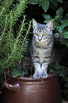 Biosphoto | 2087490 | Kitten sitting on a pottery in a garden | &copy; Eric Guilloret / Biosphoto