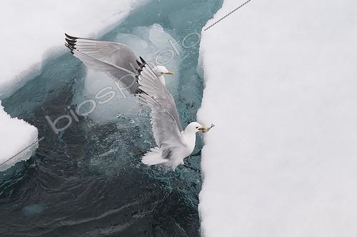 Biosphoto | 2046738 | Kittiwakes capturing a Polar cod - Sptizberg | &copy; Gérard Bodineau / Biosphoto