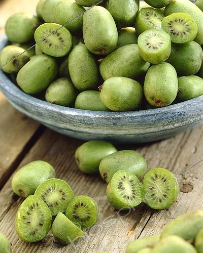 Biosphoto | 2138115 | Kiwaï Weiki | &copy; Van der Valk/ Patioplant / Visions Pictures / Biosphoto