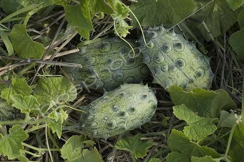 Biosphoto | 460591 | Kiwanos sur pied en août France | &copy; NouN / Biosphoto