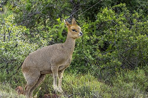 Biosphoto | 2626217 | Klipspringer (Oreotragus oreotragus) female standing in typical Nama Karoo habitat near Beaufort West, Western Cape, South Africa. A sure-footed African antelope in its rugged natural environment. | &copy; Roger de La Harpe / Biosphoto