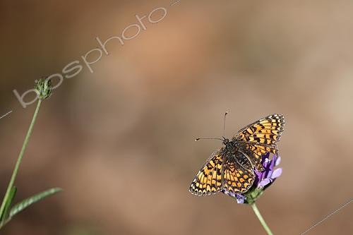 Biosphoto | 2582321 | Knapweed Fritillary (Melitaea phoebe) in the garrigue, at Gréoux-les-Bains in late spring, in the Parc Naturel Régional du Verdon. France | &copy; Yves Noto Campanella / Biosphoto