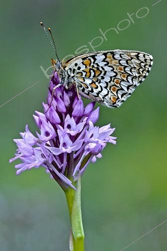 Biosphoto | 2024152 | Knapweed fritillary on pyramidal orchid in Catalonia - Spain | &copy; Antoni Agelet / Biosphoto