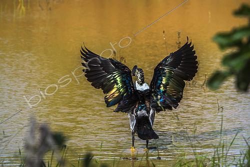 Biosphoto | 2393725 | Knob billed duck in Kruger National park, South Africa. Specie Sarkidiornis melanotos family of Anatidae | &copy; Patrice Correia / Biosphoto