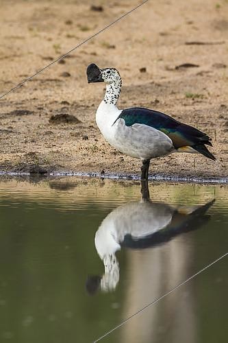 Biosphoto | 2158838 | Knob billed duck (Sarkidiornis melanotos) male in water, Kruger National park, South Africa | &copy; Patrice Correia / Biosphoto