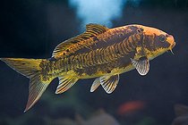 Biosphoto | 1254286 | Koi Aquarium of the Citadel of Besancon France  | &copy; Bruno Mathieu / Biosphoto