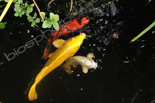 Biosphoto | 2504313 | Koi Carp (Cyprinus carpio carpio) 'Platinium', 'Hi Hutsuri ogon', 'Yamabuki ogon', Japanese Fish and Watermint (Mentha aquatica), Garden pond | &copy; Catherine Fruhinsholz / Biosphoto