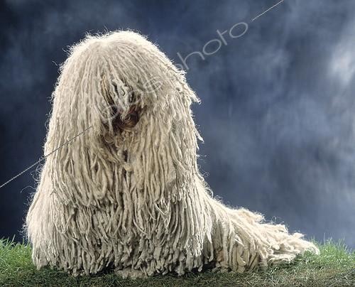 Biosphoto | 7179 | Komondor Studio | &copy; Jean-Michel Labat / Biosphoto