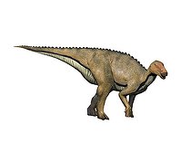 Biosphoto | 2478267 | Koshisaurus katsuyama is an ornithopod from the Early Cretaceous of Japan. | &copy; Nobumichi Tamura / Stocktrek Images / Biosphoto