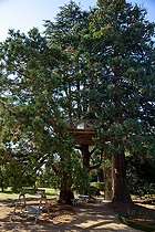 Biosphoto | 1251455 | Kota lapone perchée dans les arbres | &copy; Franck Fouquet / Biosphoto