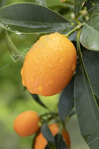 Biosphoto | 2569936 | Kumquat (Fortunella margarita), fruit | &copy; Frédéric Tournay / Biosphoto