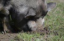 Biosphoto | 2122741 | Kunekune (Sus scrofa domesticus) cherchant des vers de terre, Parc naturel régional des Vosges du Nord, France | &copy; Michel Rauch / Biosphoto