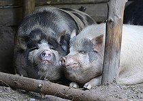 Biosphoto | 2122739 | Kunekune (Sus scrofa domesticus) cochon originaire de Nouvelle-Zélande, Parc naturel régional des Vosges du Nord, France | &copy; Michel Rauch / Biosphoto