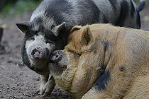 Biosphoto | 2122740 | Kunekune (Sus scrofa domesticus) cochon originaire de Nouvelle-Zélande, Parc naturel régional des Vosges du Nord, France | &copy; Michel Rauch / Biosphoto