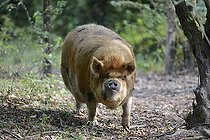 Biosphoto | 2122742 | Kunekune (Sus scrofa domesticus) cochon originaire de Nouvelle-Zélande, Parc naturel régional des Vosges du Nord, France | &copy; Michel Rauch / Biosphoto