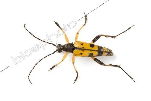 Biosphoto | 1987894 | La lepture tachetée en studio | &copy; Michel Gunther / Biosphoto