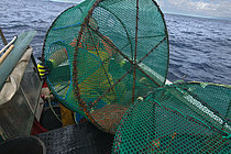 Biosphoto | 2609483 | La pêche à la crevette (Plesionika narval) est une activité traditionnelle pratiquée à partir de petits bateaux. On utilise des pièges (pots) qui sont placés sur le fond marin à des profondeurs de 50 à 150 mètres. Elle est pratiquée toute l'année, bien que les prises soient plus abondantes en été. La production est principalement destinée à la consommation locale. NAVIRE : Drago. PECHEUR : José Lucio León Díaz (modèle relâché). Guilde des pêcheurs de San Roque et Isla Baja de Garachico, Ténériffe. Îles Canaries. | &copy; Sergio Hanquet / Biosphoto