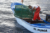 Biosphoto | 2609498 | La pêche à la crevette (Plesionika narval) est une activité artisanale pratiquée à partir de petits bateaux. On utilise des pots (pièges) qui sont placés sur le fond marin à des profondeurs comprises entre 50 et 150 mètres et qui permettent également de capturer quelques poissons. Elle est pratiquée toute l'année, bien que les prises soient plus abondantes en été. La production est principalement destinée à la consommation locale. Navire : El Puma. PECHEUR : Ayoze Rodríguez (modèle relâché). Guilde des pêcheurs de San Marcos à Icod de los Vinos, Tenerife. Îles Canaries. | &copy; Sergio Hanquet / Biosphoto