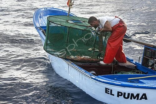 Biosphoto | 2609498 | La pêche à la crevette (Plesionika narval) est une activité artisanale pratiquée à partir de petits bateaux. On utilise des pots (pièges) qui sont placés sur le fond marin à des profondeurs comprises entre 50 et 150 mètres et qui permettent également de capturer quelques poissons. Elle est pratiquée toute l'année, bien que les prises soient plus abondantes en été. La production est principalement destinée à la consommation locale. Navire : El Puma. PECHEUR : Ayoze Rodríguez (modèle relâché). Guilde des pêcheurs de San Marcos à Icod de los Vinos, Tenerife. Îles Canaries. | &copy; Sergio Hanquet / Biosphoto