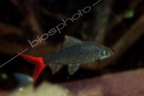 Biosphoto | 1369754 | labeo bicolore epalzeorhynchos erythrurus | &copy; Gérard Lacz / Biosphoto