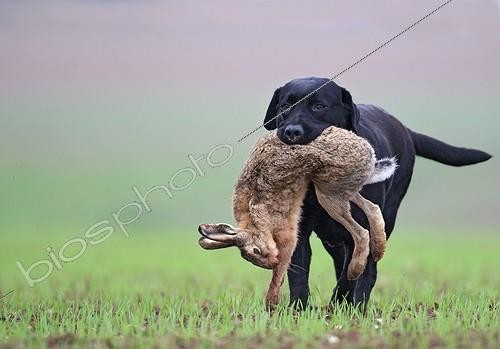 Biosphoto | 1419150 | Labrador bringing a hare killed during hunt France | &copy; Dominique Gest / Biosphoto