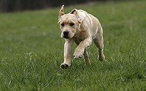 Biosphoto | 1500143 | Labrador Golden Retriever | &copy; Juergen Mueller / imageBROKER / Biosphoto