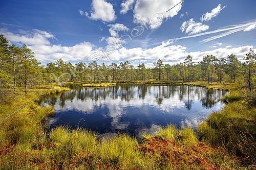 Biosphoto | 2445050 | Lac de tourbière au milieu de la forêt boréale en septembre, Knuthöjdsmossen, Suède | &copy; Christian Naumann / imageBROKER / Biosphoto