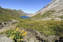Biosphoto | 1252348 | Lac Foréant et fleurs de montagne Massif du Queyras France | &copy; Thierry Van Baelinghem / Biosphoto