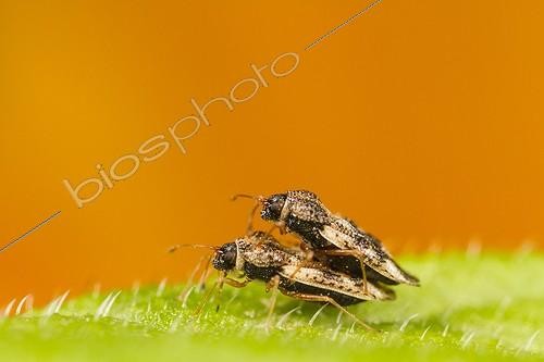 Biosphoto | 2009893 | Lace bug mating on a leaf | &copy; Benoît Personnaz / Biosphoto