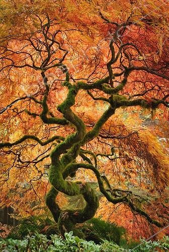 Biosphoto | 2010985 | Laceleaf maple in Japanese Garden-Bloedel Reserve Washington | &copy; Greg Vauhgan / Visual and Written - Photo Collection / Biosphoto