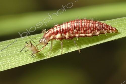 Biosphoto | 1647704 | Lacewing larva eating an aphid on a leaf France  | &copy; Sonia Dourlot / Biosphoto