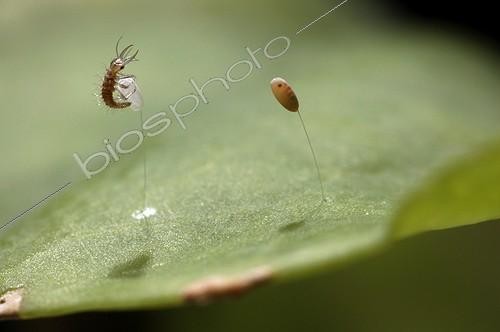 Biosphoto | 1647705 | Lacewing larva hatching, France | &copy; Sonia Dourlot / Biosphoto