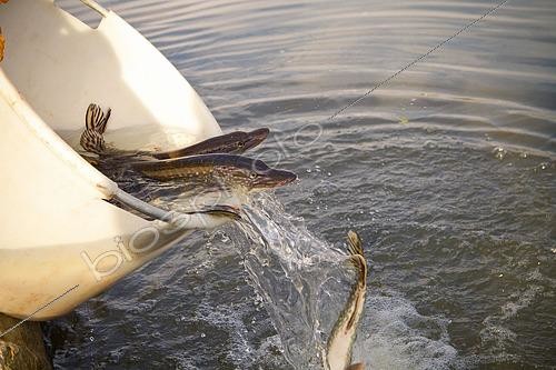 Biosphoto | 2504838 | Lâcher de jeunes Brochets (Esox lucius) | &copy; S. Ott / imageBROKER / Biosphoto