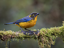 Biosphoto | 2608883 | Lacrimose Mountain Tanager (Anisognathus lacrymosus), Tolima, Colombia | &copy; Ignacio Yufera / Biosphoto