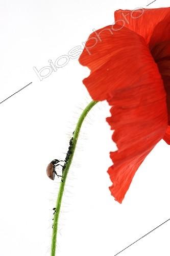 Biosphoto | 1652246 | Lady bird on a poppy flower in studio | &copy; Claude Balcaen / Biosphoto