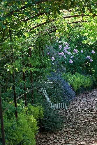 Biosphoto | 891726 | Lady's mantle and alley fragment under an arbor Tarn | &copy; Philippe Giraud / Biosphoto