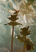 Biosphoto | 2090791 | Ladybug (Coccinellidae sp) ready to fly on a flower against the light | &copy; Pedro Javier Pascual Hernandez / Biosphoto