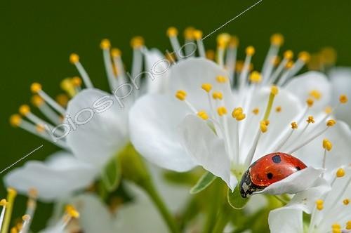 Biosphoto | 2016338 | Ladybug on flower Mirabellier - Lorraine France | &copy; Vincent Marion / Biosphoto