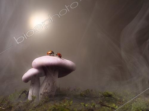 Biosphoto | 2452068 | Ladybugs of the genus Adalia on Clitocybe nuda fungi in the high mountains of Chiapas, Mexico. | &copy; Jorge Figueroa / Biosphoto