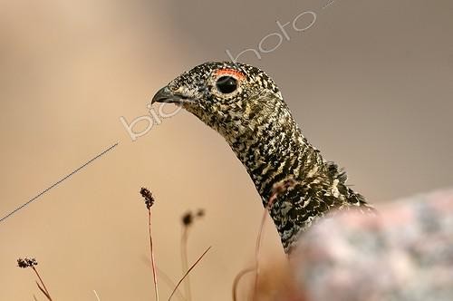 Biosphoto | 1159759 | Lagopède alpin dans la toundra Fjord Carlsberg Groenland | &copy; Pierre Vernay / Polar Lys / Biosphoto