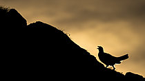 Biosphoto | 2626689 | Lagopède alpin (Lagopus muta) au lever du soleil, Alpes, Autriche | &copy; Ervin Horesnyík / Biosphoto