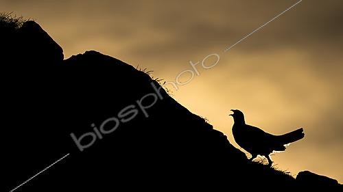 Biosphoto | 2626689 | Lagopède alpin (Lagopus muta) au lever du soleil, Alpes, Autriche | &copy; Ervin Horesnyík / Biosphoto