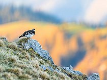 Biosphoto | 2583362 | Lagopède alpin (Lagopus muta) sur un rocher au sommet d'une montagne, Alpes, Autriche. | &copy; Ervin Horesnyík / Biosphoto