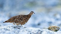 Biosphoto | 2583373 | Lagopède alpin (Lagopus muta) sur un rocher au sommet d'une montagne, Alpes, Autriche. | &copy; Ervin Horesnyík / Biosphoto