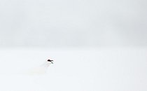 Biosphoto | 1993461 | Lagopède alpin mâle criant dans la neige - Laponie Finlande | &copy; Niko Pekonen / Biosphoto