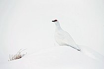 Biosphoto | 2001082 | Lagopede alpin mâle en livrée hivernale dans les Alpes Valaisannes - Suisse | &copy; Olivier Born / Biosphoto