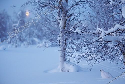 Biosphoto | 2025581 | Lagopède des saules dans la neige - Laponie Finlande | &copy; Markus Varesvuo / Biosphoto