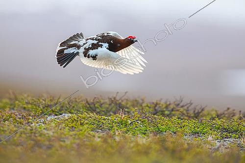 Biosphoto | 2576995 | Lagopède des saules, (Lagopus lagopus), mâle s’envolant dans le Varanger en Norvège | &copy; Michael Adam / Biosphoto